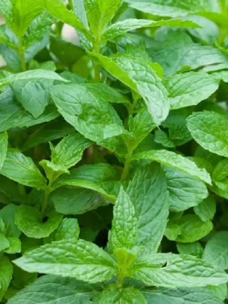 MINT SEEDS