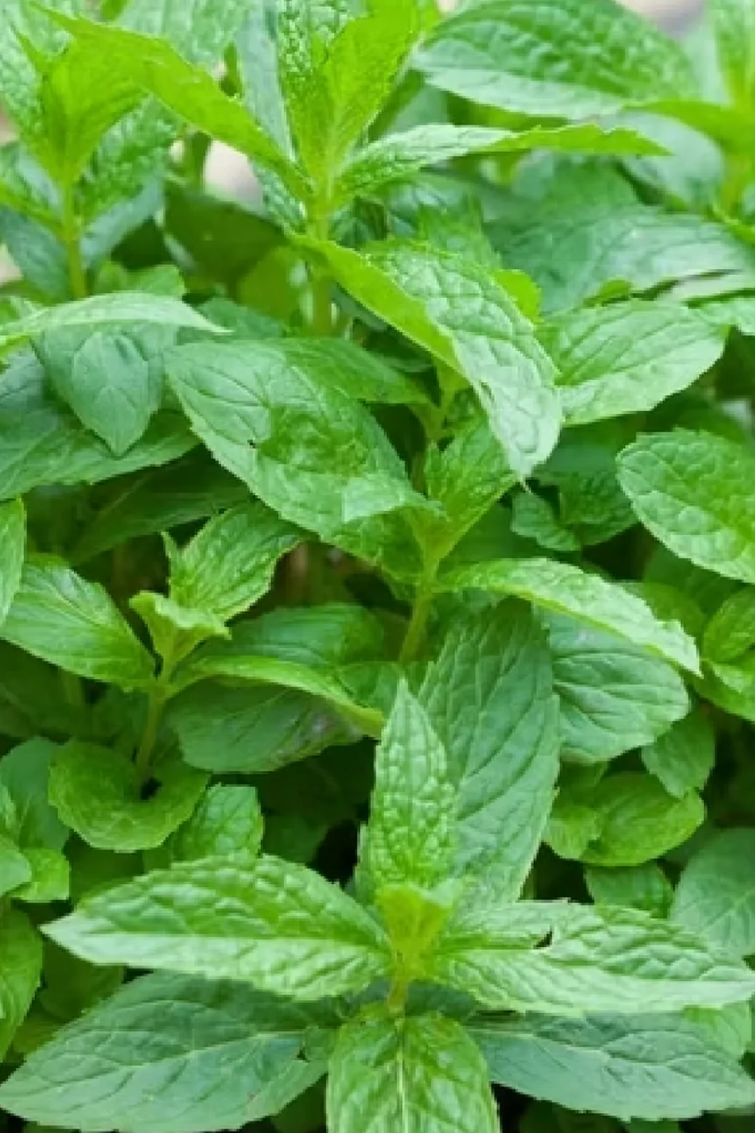 MINT SEEDS