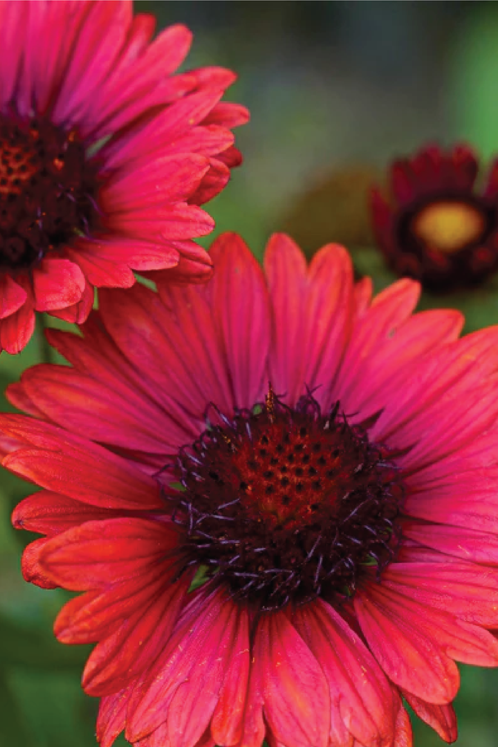 GAILLARDIA BLANKET FLOWERS ARIZONA RED SEEDLING<br>شتلات زهور الغلارديا بلانكت اريزونا رد