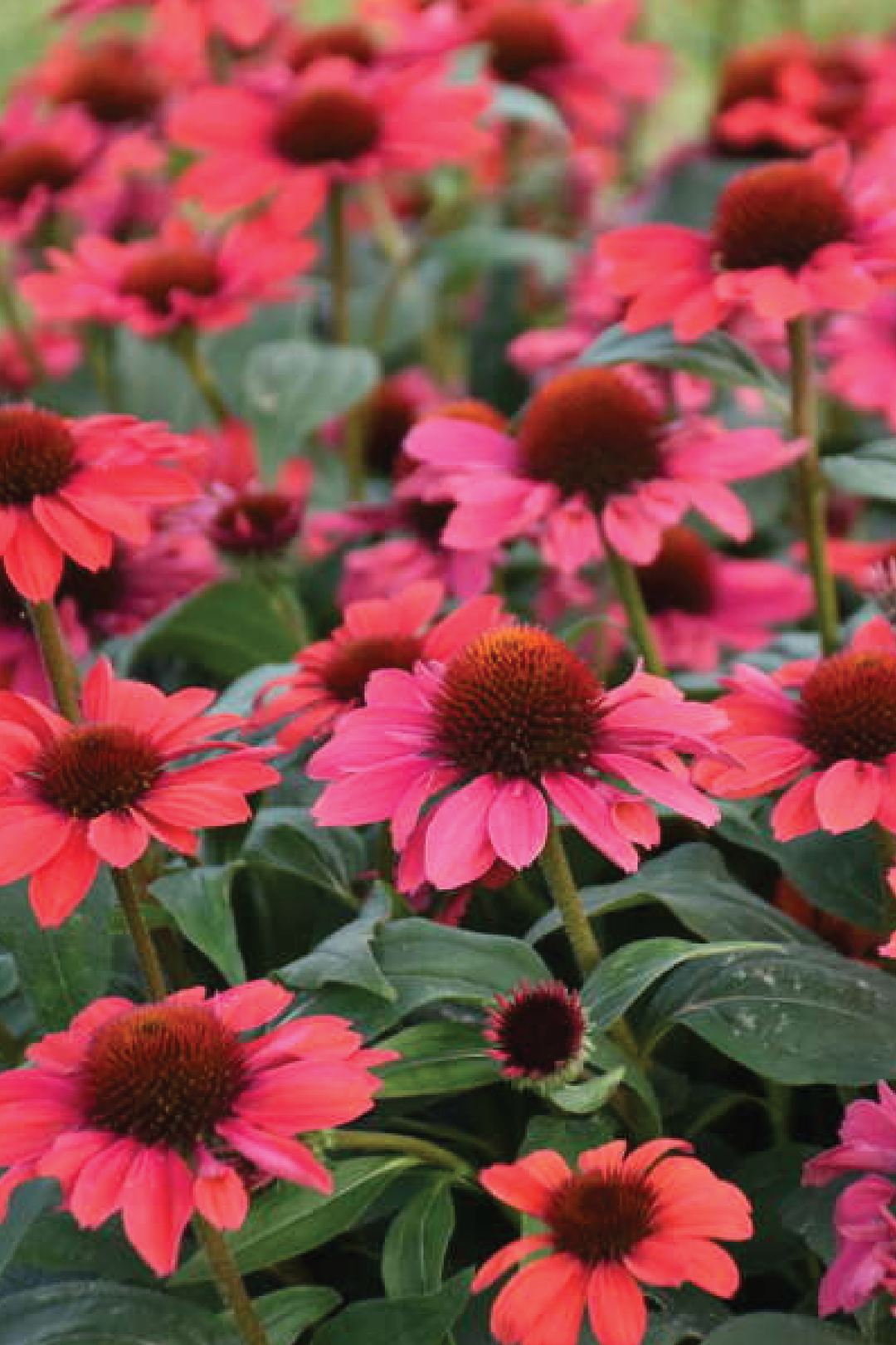 GAILLARDIA BLANKET FLOWERS ARIZONA RED SEEDLING<br>شتلات زهور الغلارديا بلانكت اريزونا رد