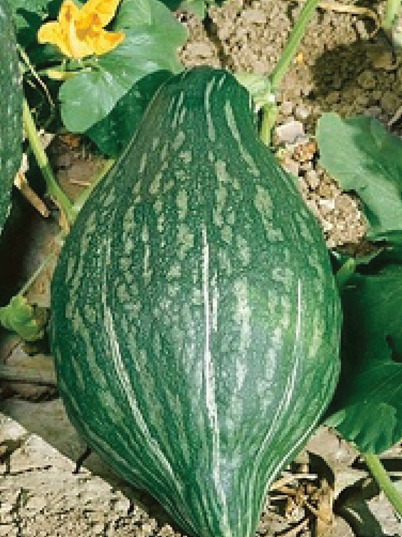 ORGANIC GREEN HUBBARD SQUASH SEEDLING <br>شتلات قرع هوبارد الأخضر العضوي