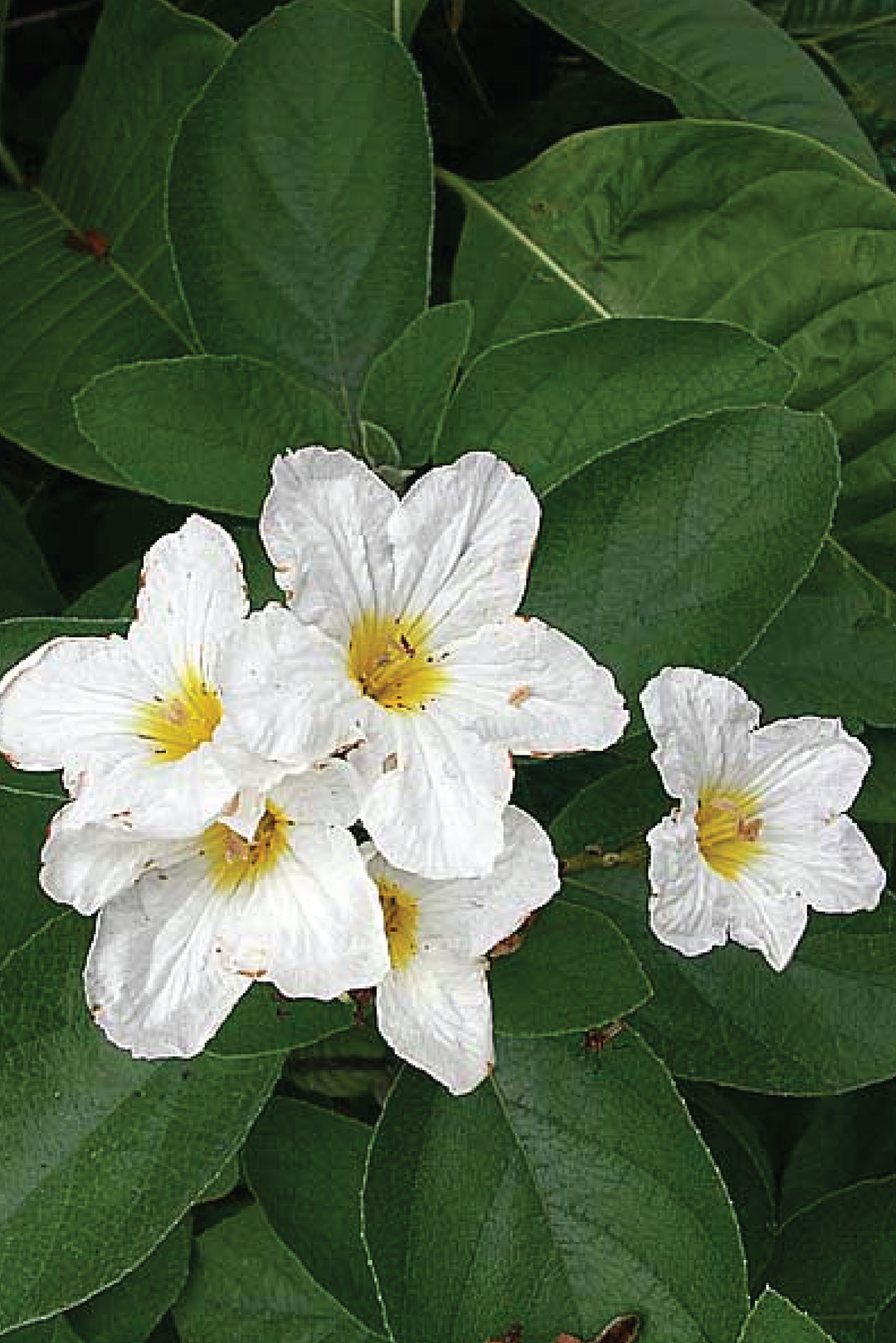 WHITE CORDIA BIOSSIERI TREE    بذور شجرة الكورديا الأبيض