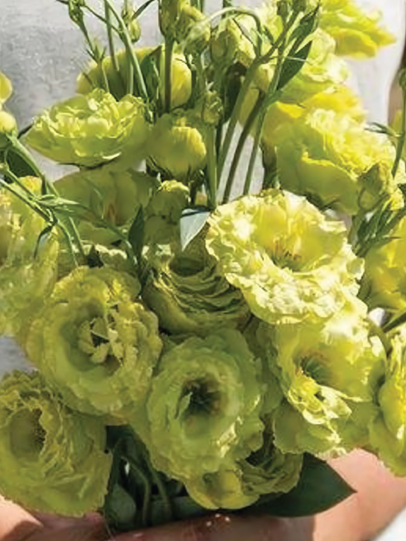 EUSTOMA / LISIANTHUS YELLOW FLOWER SEEDS <br> بذور الأستوما / اليسيانثس الصفراء
