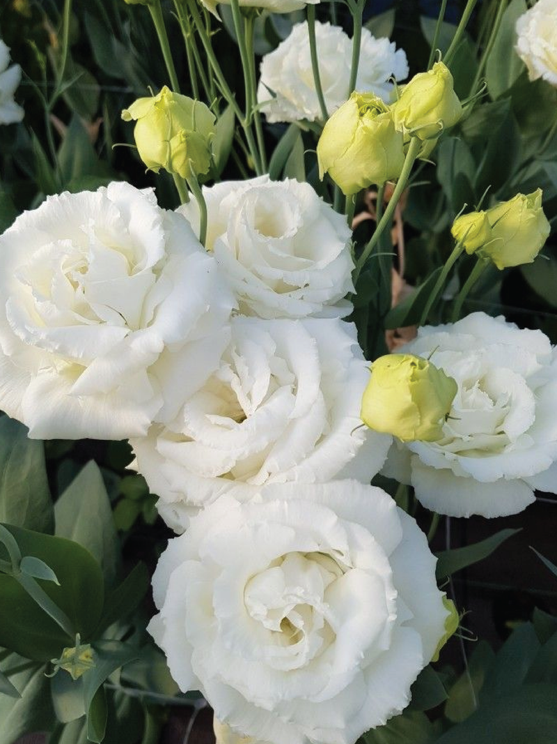 EUSTOMA / LISIANTHUS WHITE FLOWER SEEDS <br> بذور الأستوما / اليسيانثس البيضاء