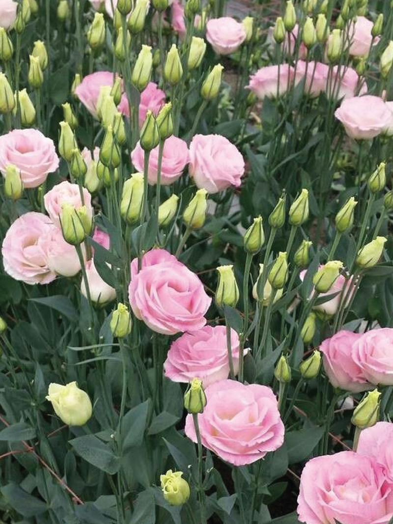EUSTOMA / LISIANTHUS PINK FLOWER SEEDS <br> بذور الأستوما / اليسيانثس الوردية