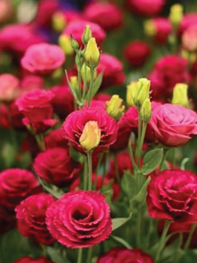 EUSTOMA / LISIANTHUS RED FLOWER SEEDS <br> بذور الأستوما / اليسيانثس الحمراء