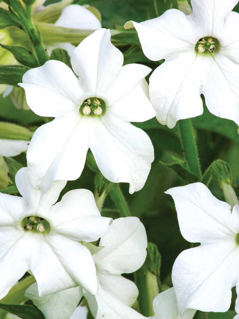 NICOTIANA FRAGRANT CLOUD FLOWER SEEDLING <br>  شتلات زهور نيكوتيانا فريقرنس كلاود
