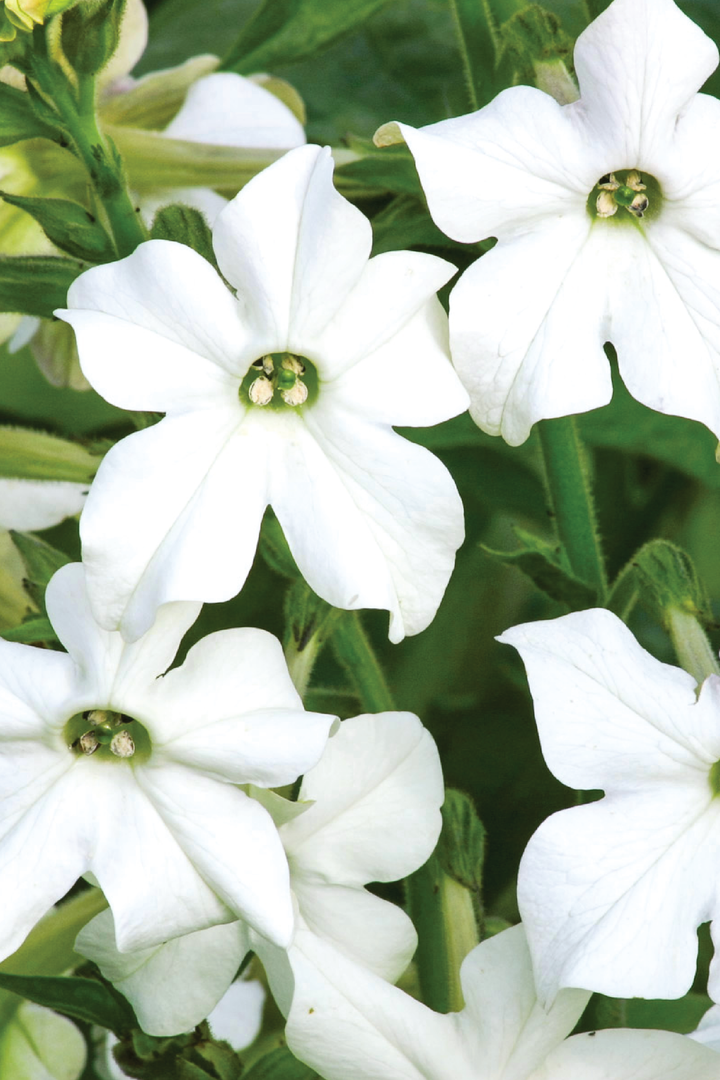 NICOTIANA FRAGRANT CLOUD FLOWER SEEDLING <br>  شتلات زهور نيكوتيانا فريقرنس كلاود