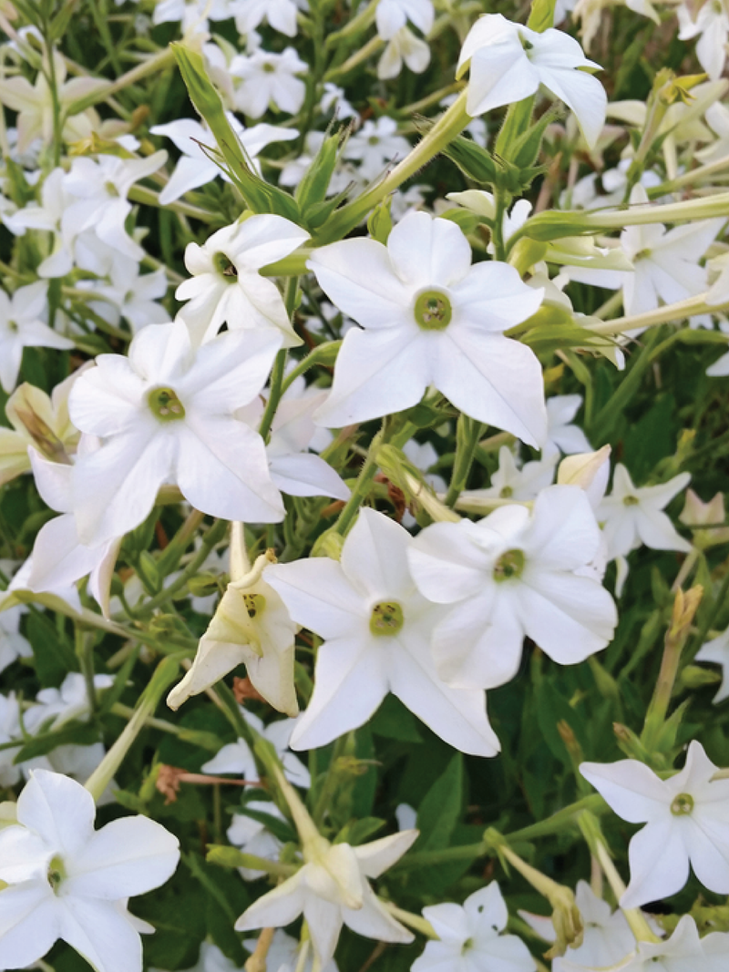 NICOTIANA FRAGRANT CLOUD FLOWER SEEDLING <br>  شتلات زهور نيكوتيانا فريقرنس كلاود