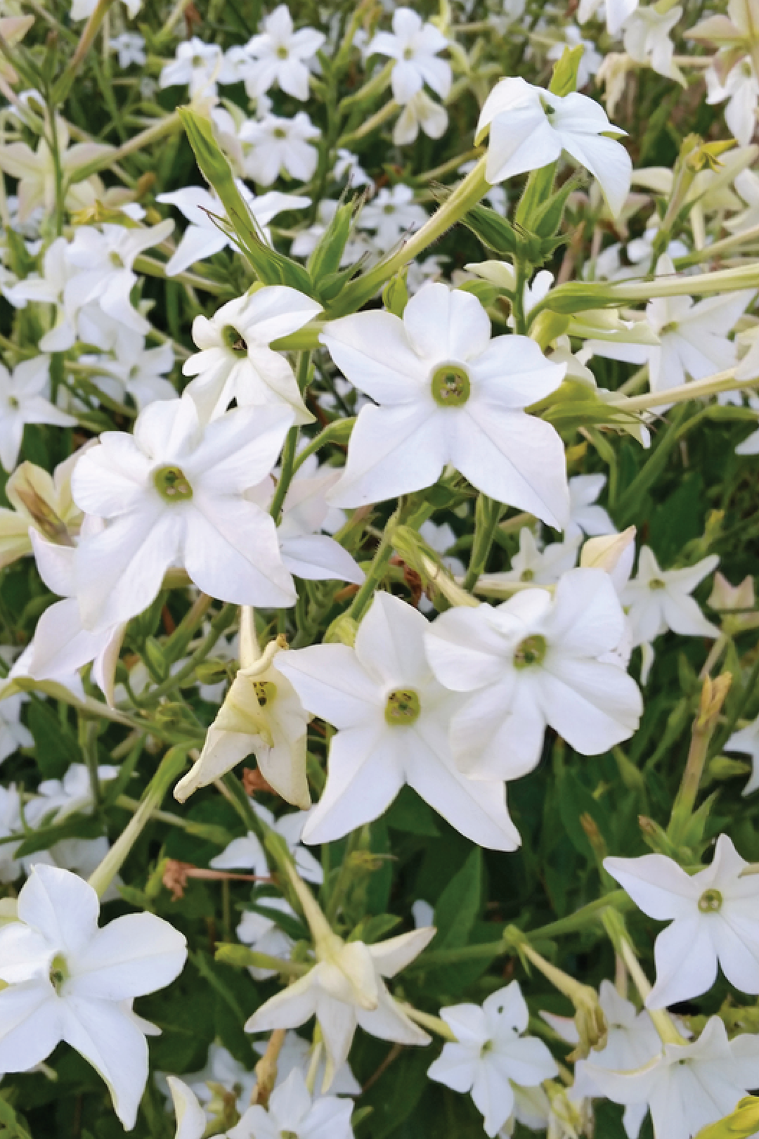 NICOTIANA FRAGRANT CLOUD FLOWER SEEDLING <br>  شتلات زهور نيكوتيانا فريقرنس كلاود