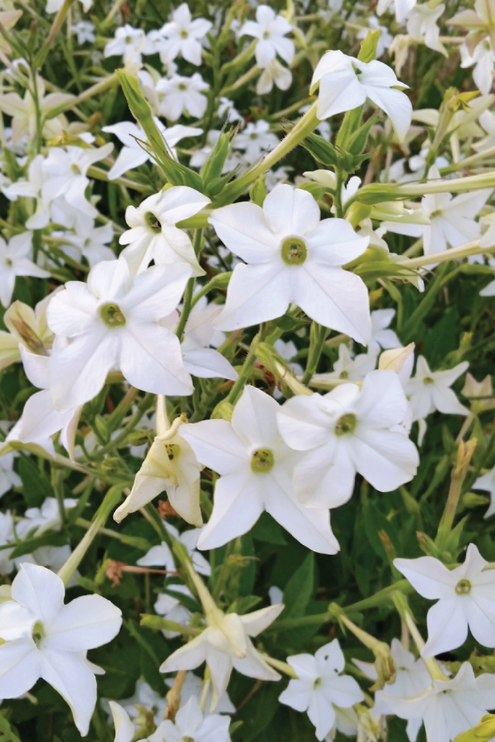 NICOTIANA FRAGRANT CLOUD FLOWER SEEDLING <br>  شتلات زهور نيكوتيانا فريقرنس كلاود
