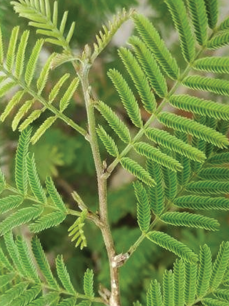 SHAMI PLANT