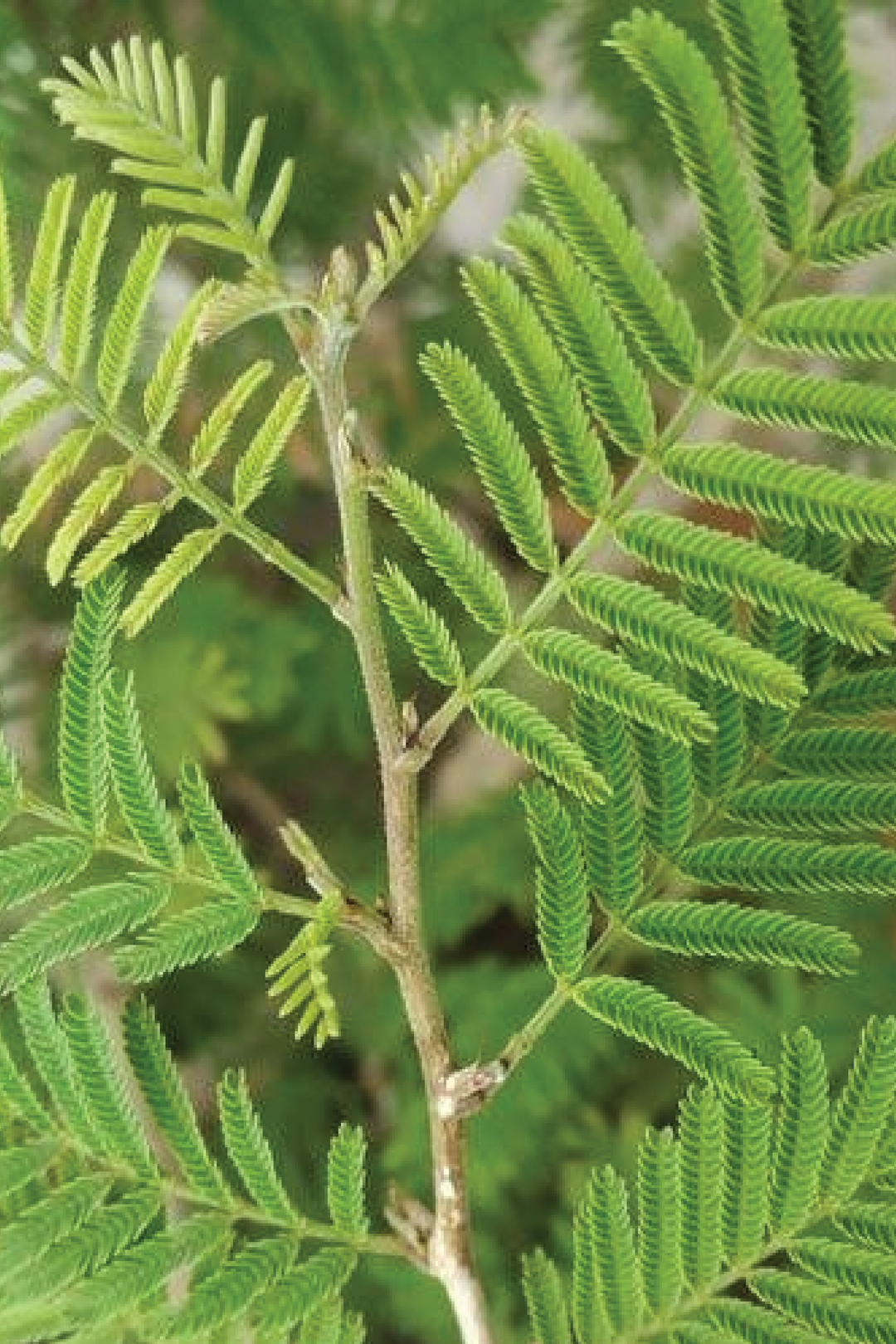 SHAMI PLANT
