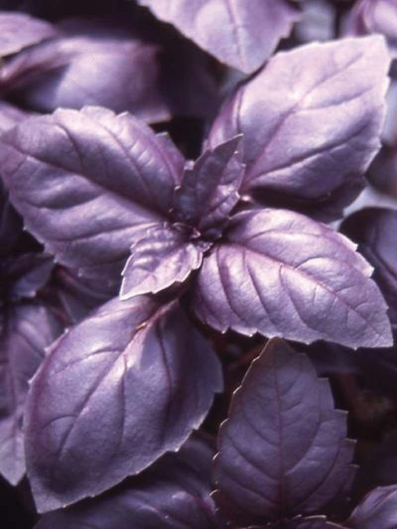 ORGANIC DARK OPAL BASIL SEEDLING <br>شتلاتالريحان دارك أوبال العضوية