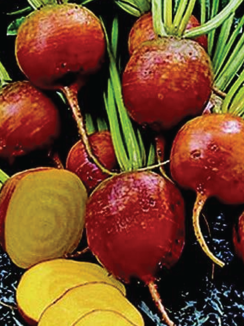 ORGANIC GOLDEN DETROIT BEET SEEDLING <br>شتلات بنجر ديترويت الذهبية العضوية