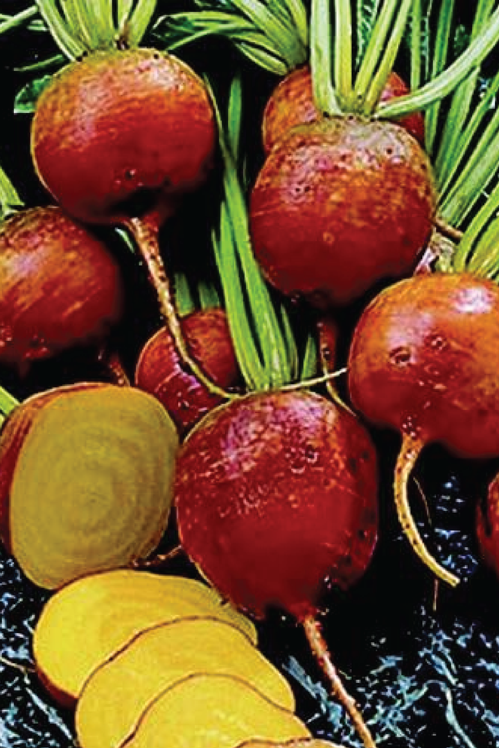 ORGANIC GOLDEN DETROIT BEET SEEDLING <br>شتلات بنجر ديترويت الذهبية العضوية