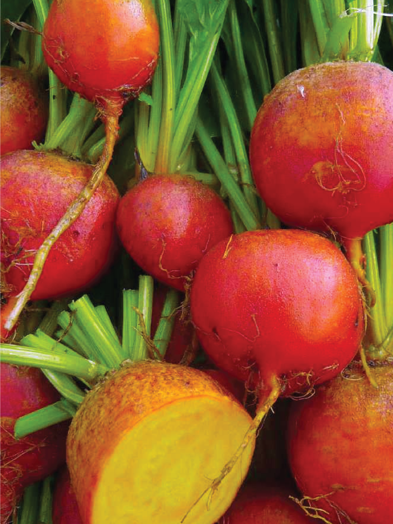 ORGANIC GOLDEN DETROIT BEET SEEDLING <br>شتلات بنجر ديترويت الذهبية العضوية