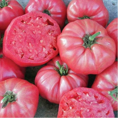 ORGANIC PINK TOMATO BRANDYWINE SEEDLING <br>شتلات طماطم براندي واين الوردي العضوية