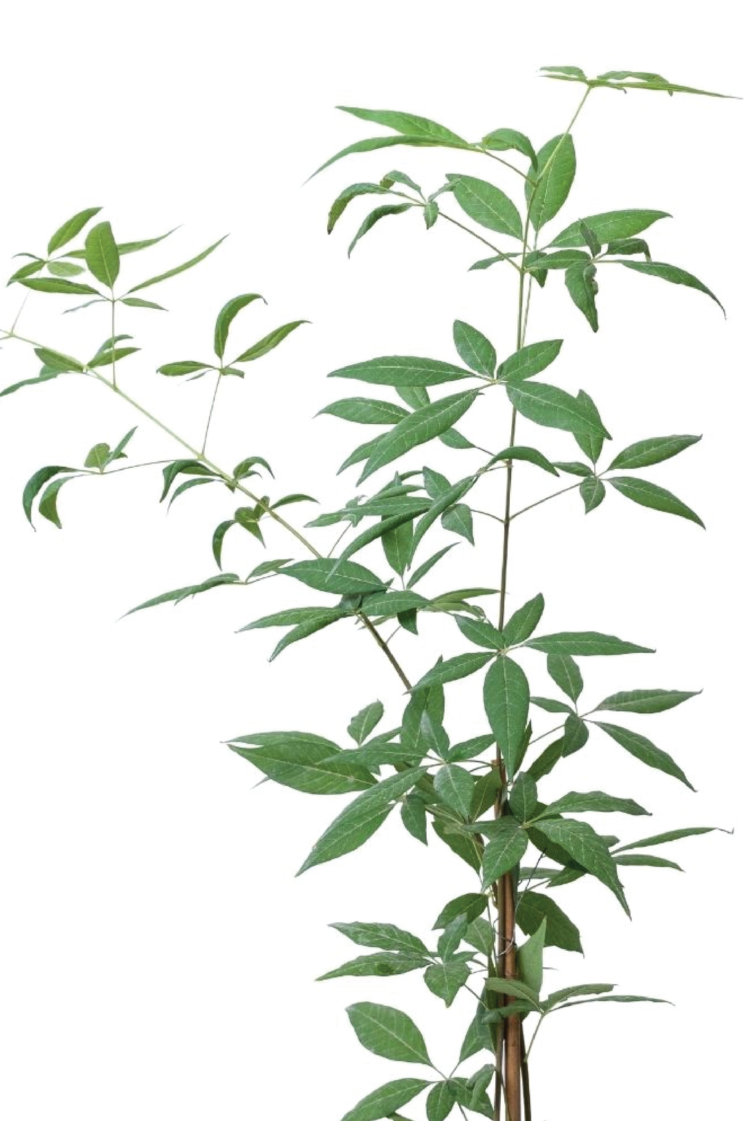 KAF MARIAM TREE