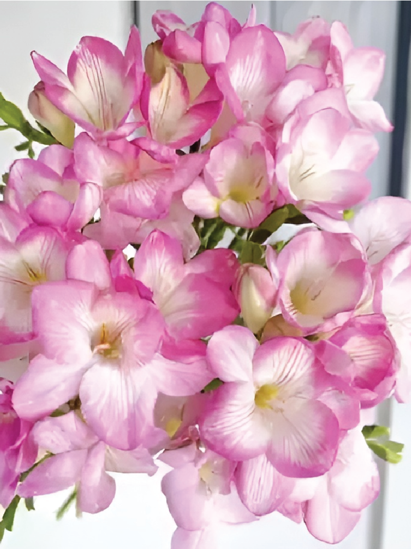 FRESSIA PINK BULBS <br> أبصال فريسيا الوردية