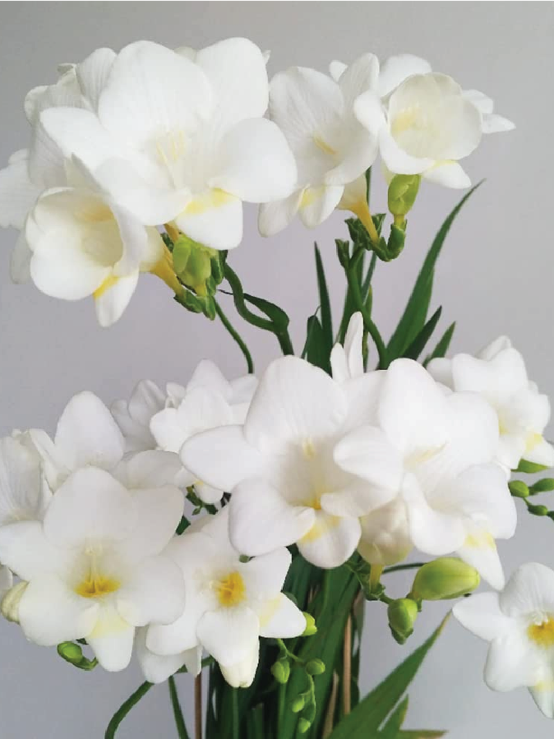 FRESSIA WHITE BULBS <br> أبصال فريسيا البيضاء