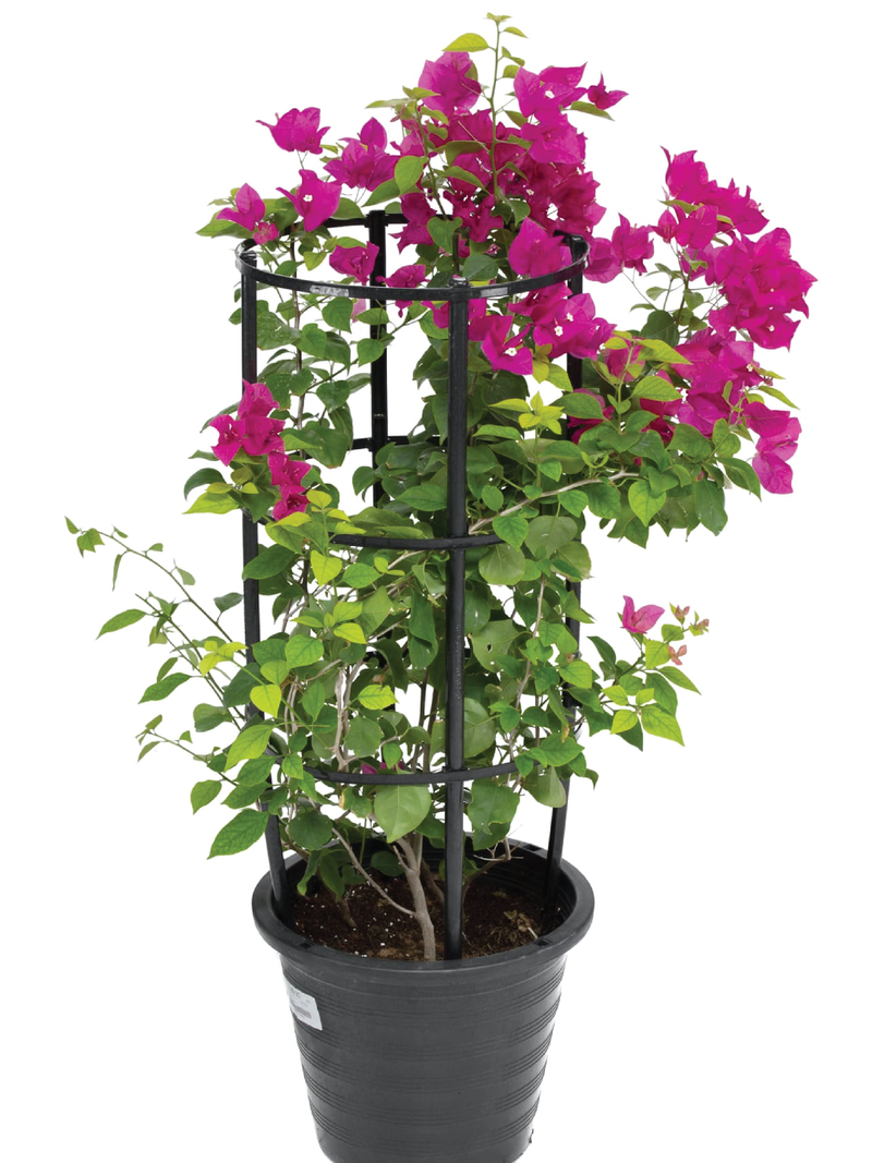 BOUGAINVILLEA TREE