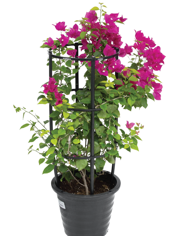 BOUGAINVILLEA TREE