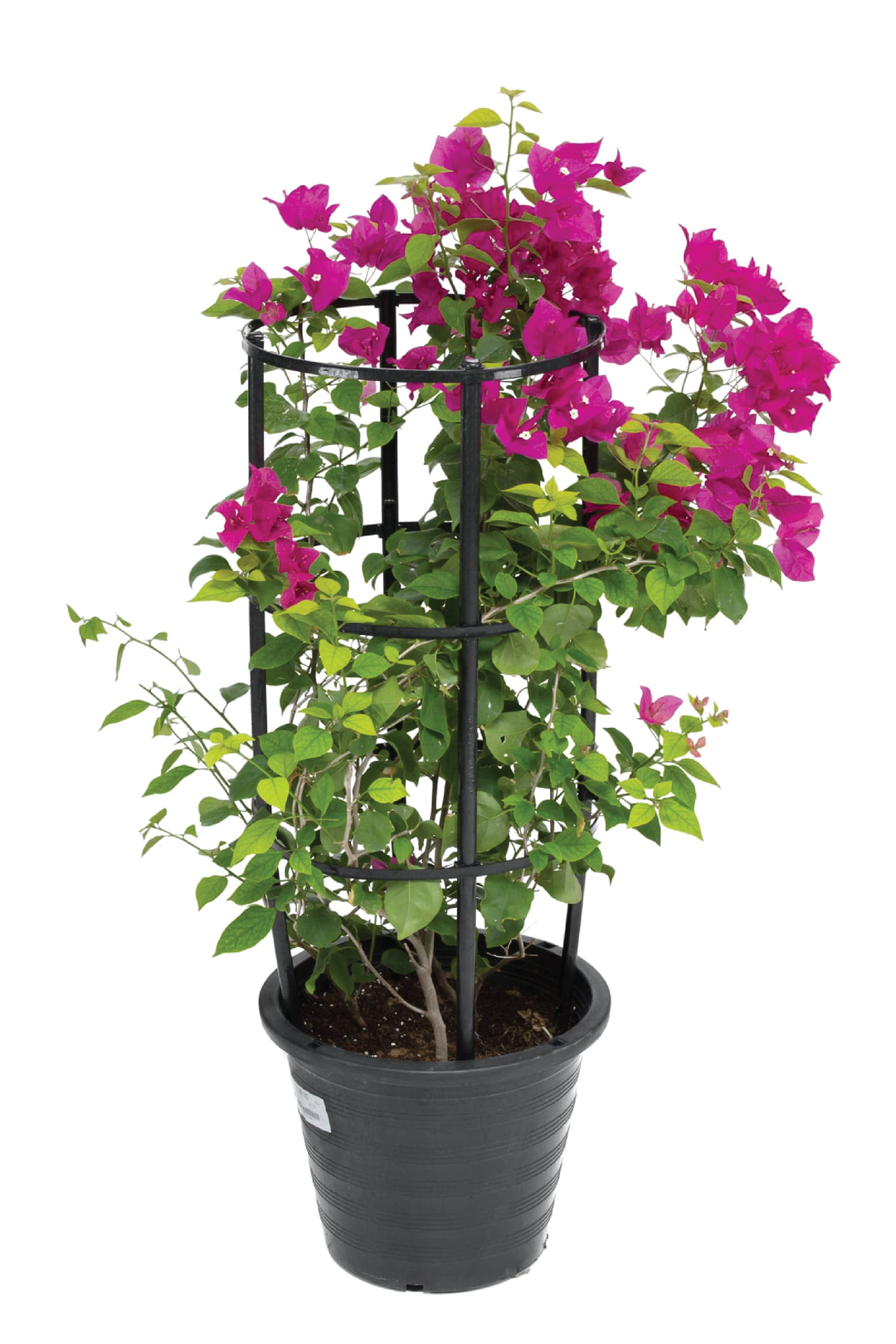 BOUGAINVILLEA TREE