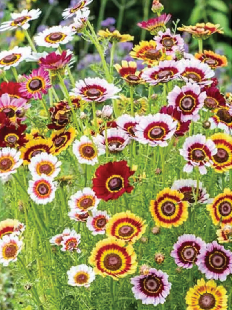 PAINTED DAISY FLOWER SEEDLING <br> شتلات زهور الديزي الملونة