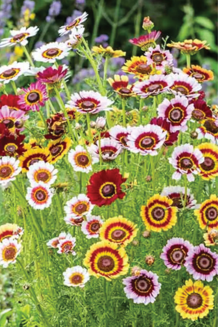 PAINTED DAISY FLOWER SEEDLING <br> شتلات زهور الديزي الملونة