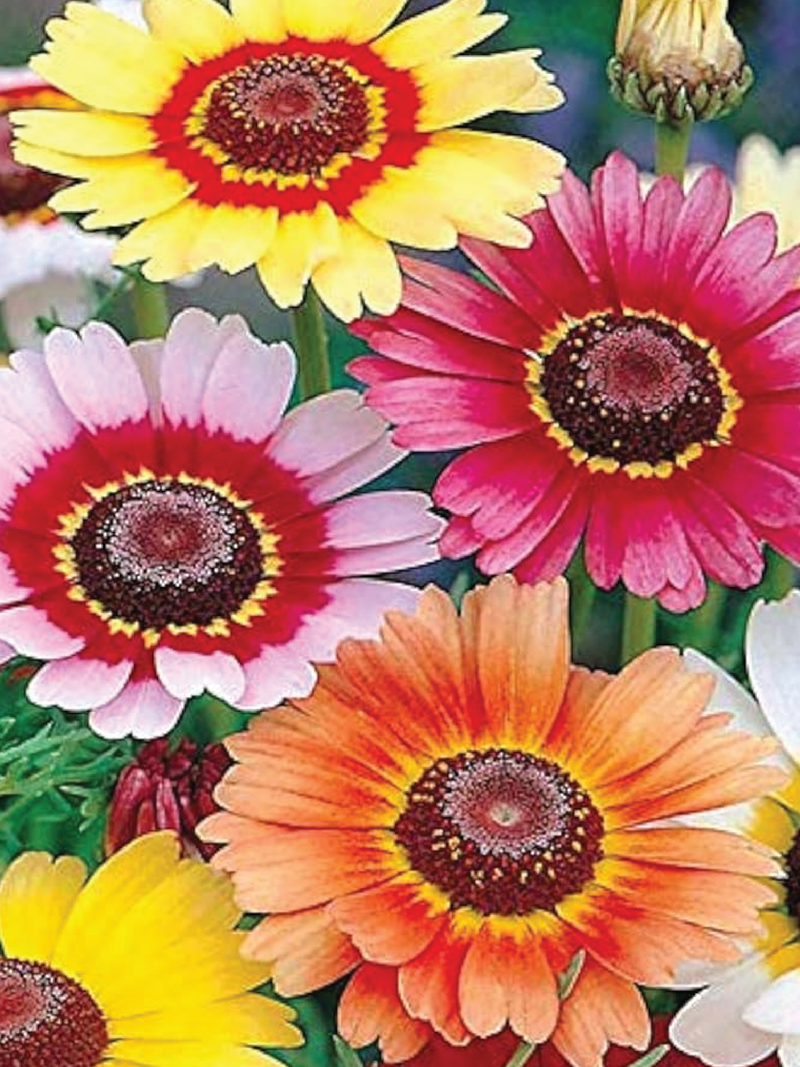 PAINTED DAISY FLOWER SEEDLING <br> شتلات زهور الديزي الملونة