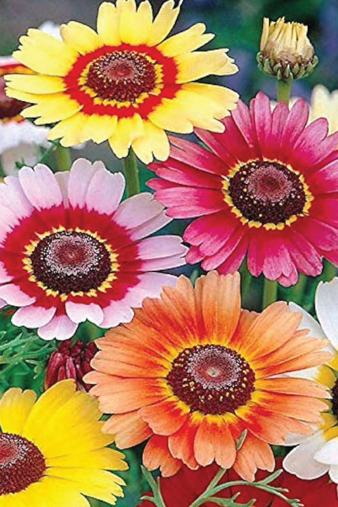 PAINTED DAISY FLOWER SEEDLING <br> شتلات زهور الديزي الملونة