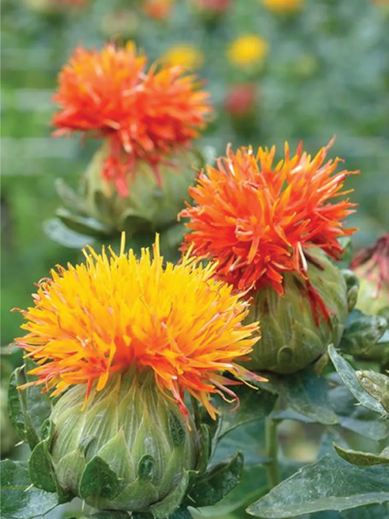 SAFFLOWER SEEDS <br> بذور العصفر