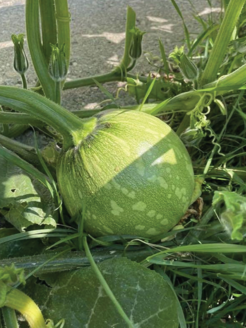 ROUND ZUCCHINI SEEDS <br> بذور الكوسة المستديرة
