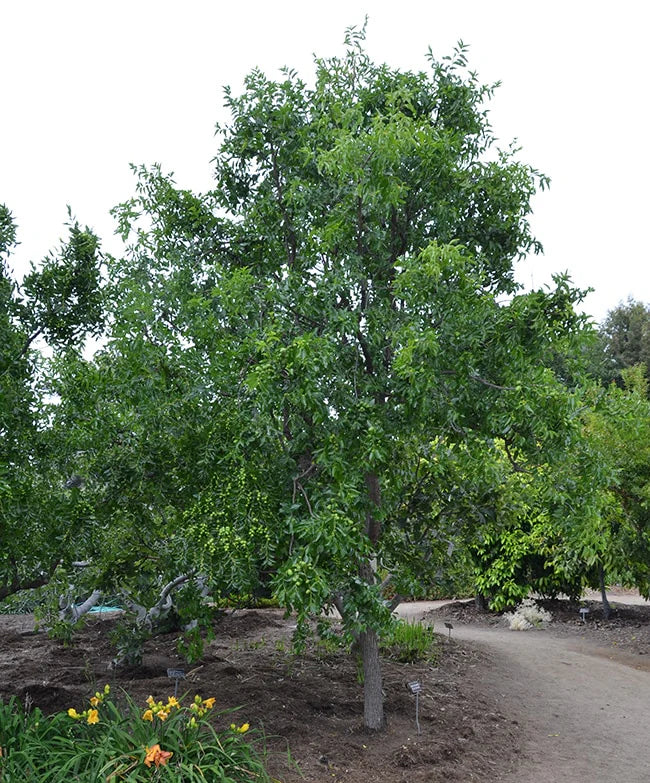 JUJUBE TREE SEEDS <br> بذور شجرة العناب