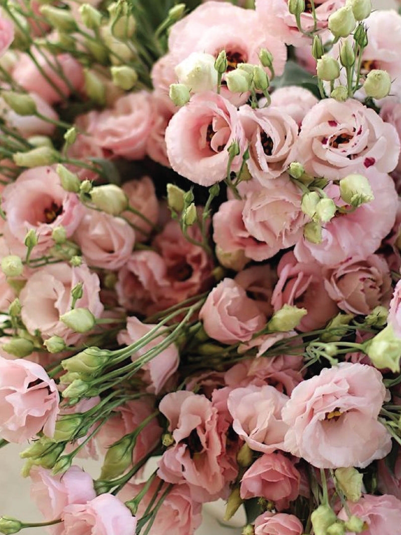 EUSTOMA / LISIANTHUS LIGHT PINK FLOWER SEEDS <br> بذور الأستوما / اليسيانثس وردية فاتحة