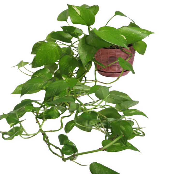 HANGING MONEY PLANT