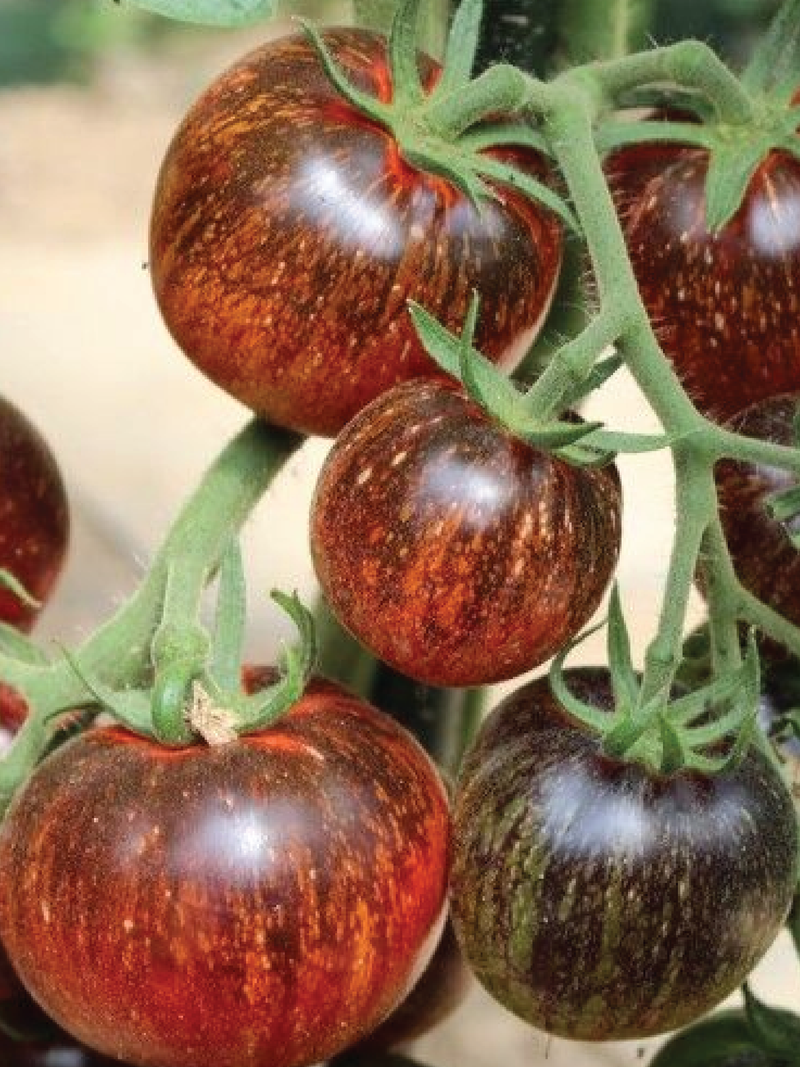 ORGANIC DARK GALAXY TOMATO SEEDLING <br>شتلات الطماطم دارك جالاكسي العضوية