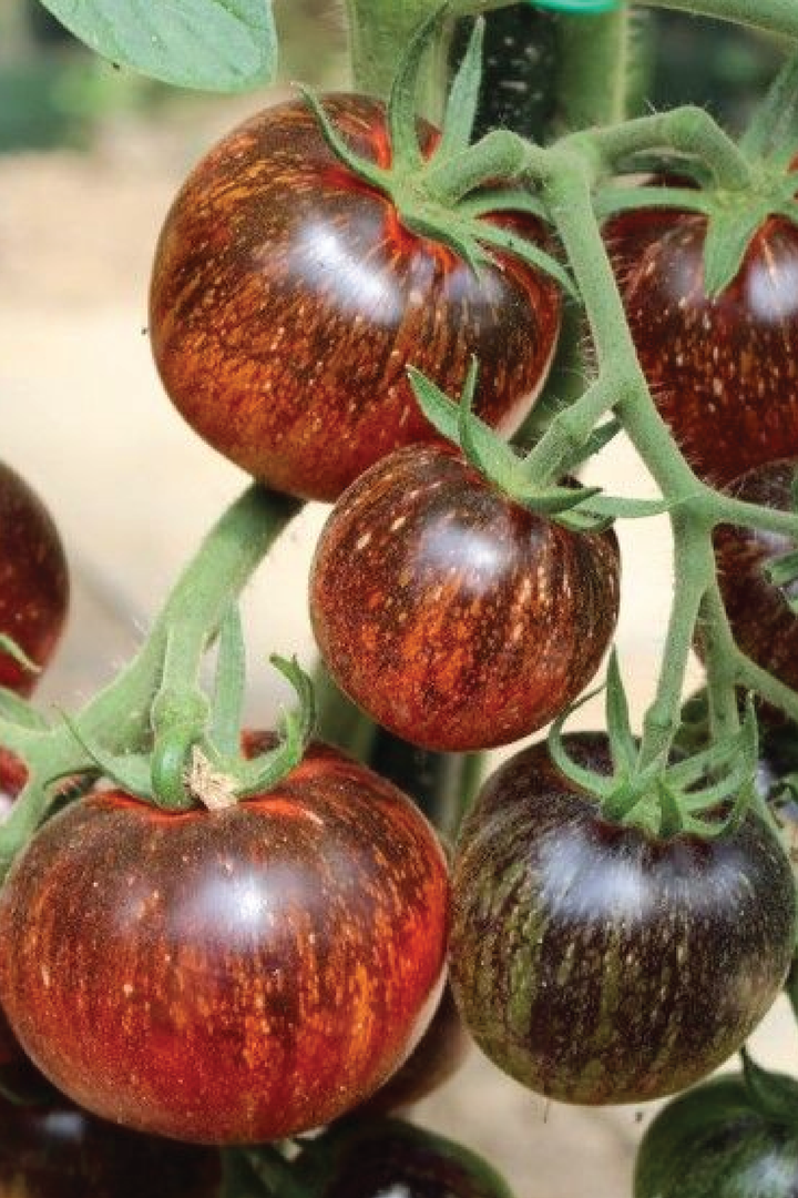 ORGANIC DARK GALAXY TOMATO SEEDLING <br>شتلات الطماطم دارك جالاكسي العضوية