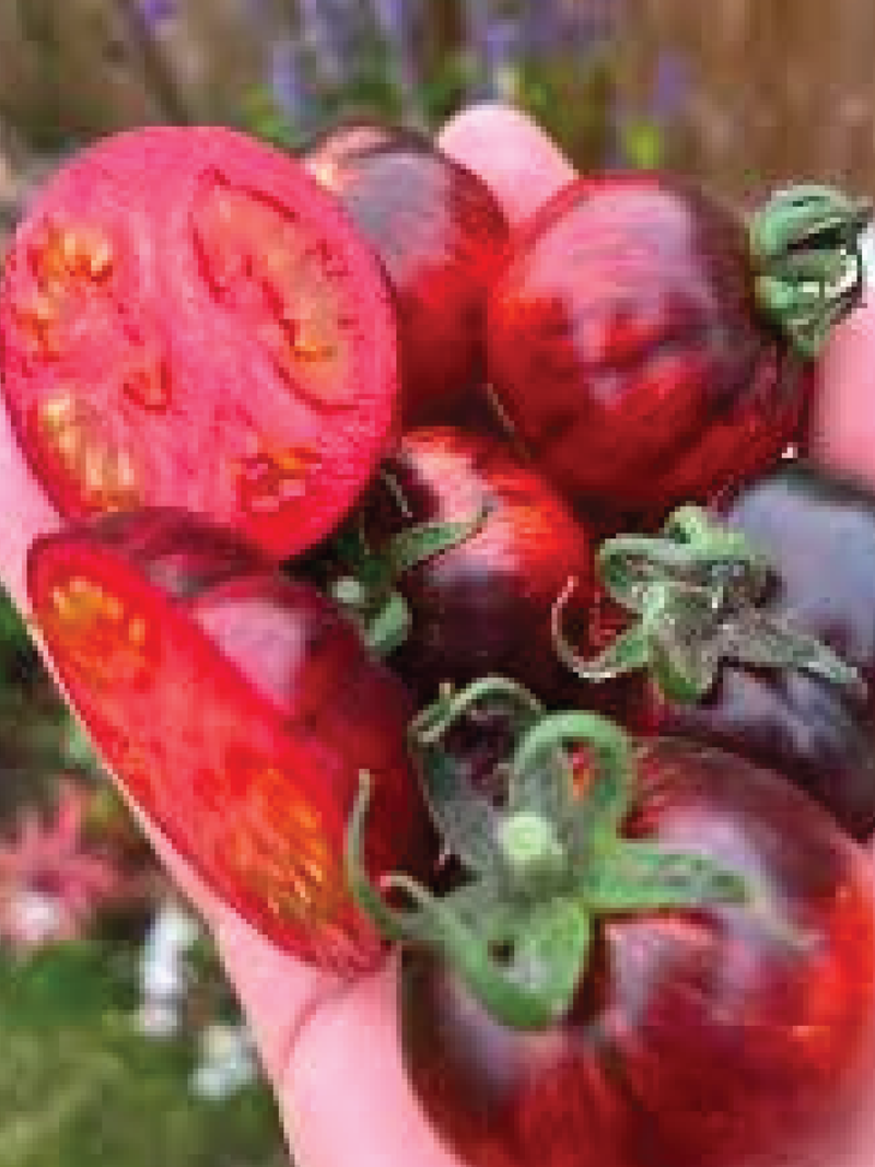 ORGANIC DARK GALAXY TOMATO SEEDLING <br>شتلات الطماطم دارك جالاكسي العضوية