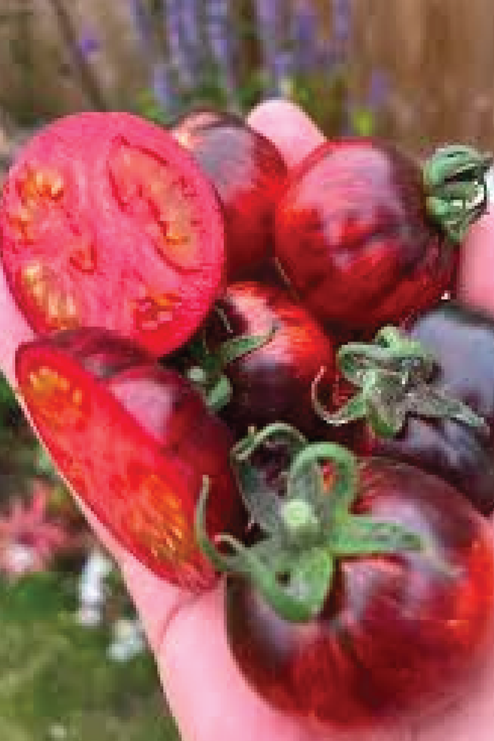 ORGANIC DARK GALAXY TOMATO SEEDLING <br>شتلات الطماطم دارك جالاكسي العضوية