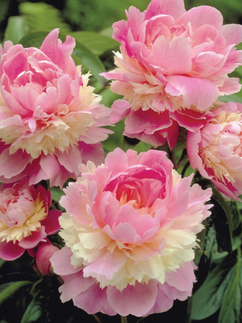 PEONY PINK BULBS <br> أبصال  الفاوانيا الوردية