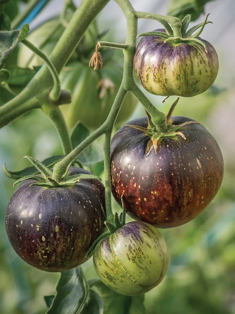 ORGANIC BLACK SHADOW TOMATO SEEDLING <br> شتلات طماطم بلاك شادو العضوية