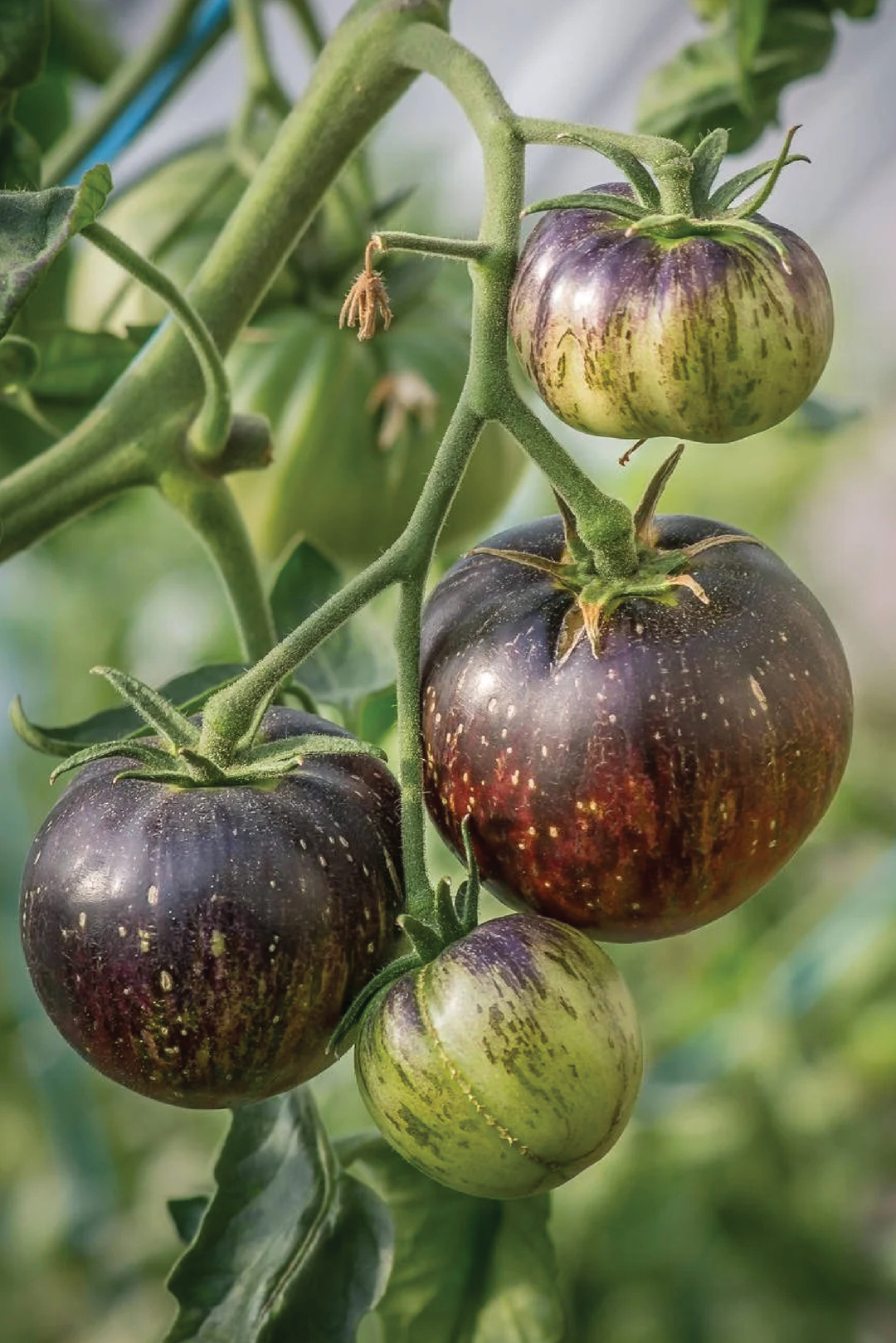 ORGANIC BLACK SHADOW TOMATO SEEDLING <br> شتلات طماطم بلاك شادو العضوية