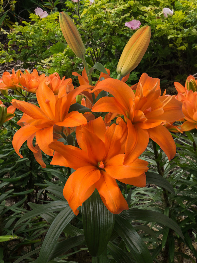 SCOPIDO LILIUM FLOWER BULBS <br>أبصال زهور الليليوم سكوبيدو