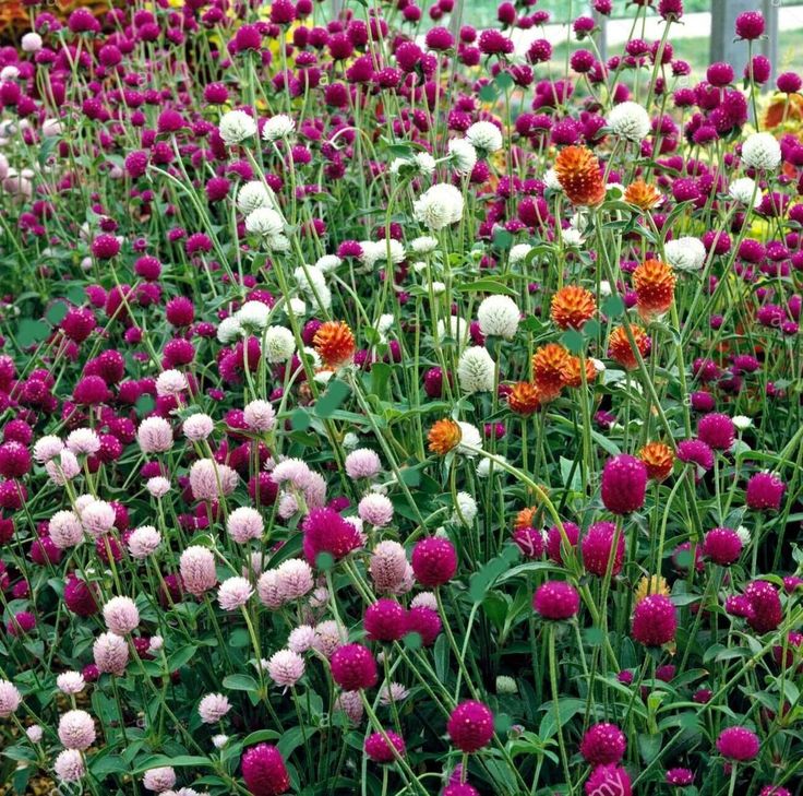 GOMPHRENA FLOWER SEEDLING <br> شتلات زهور القمفرينا