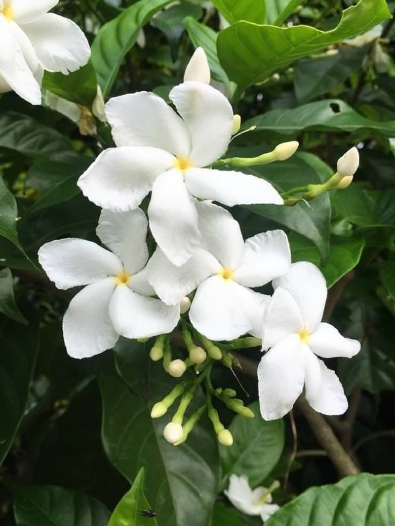 WILD JASMINE SEEDS