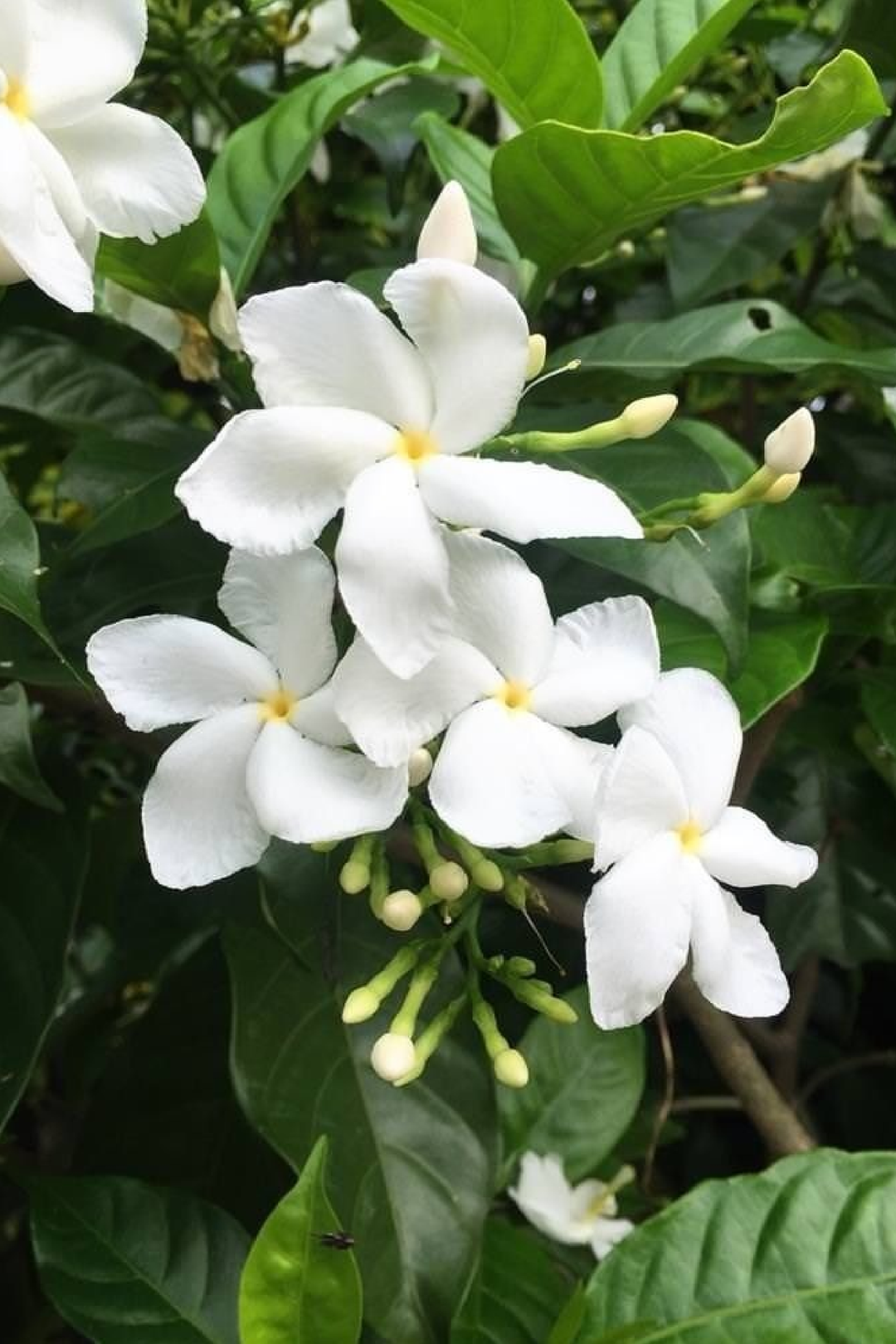 WILD JASMINE SEEDS <br> بذور الياسمين البري