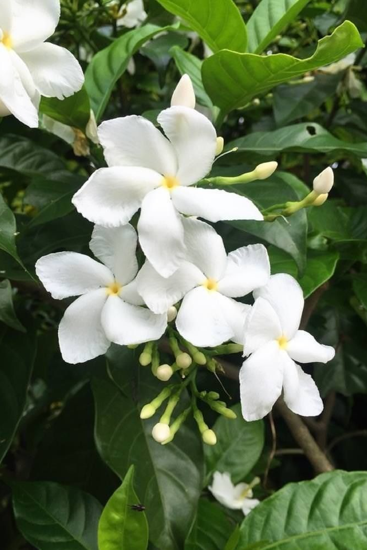 WILD JASMINE SEEDS <br> بذور الياسمين البري