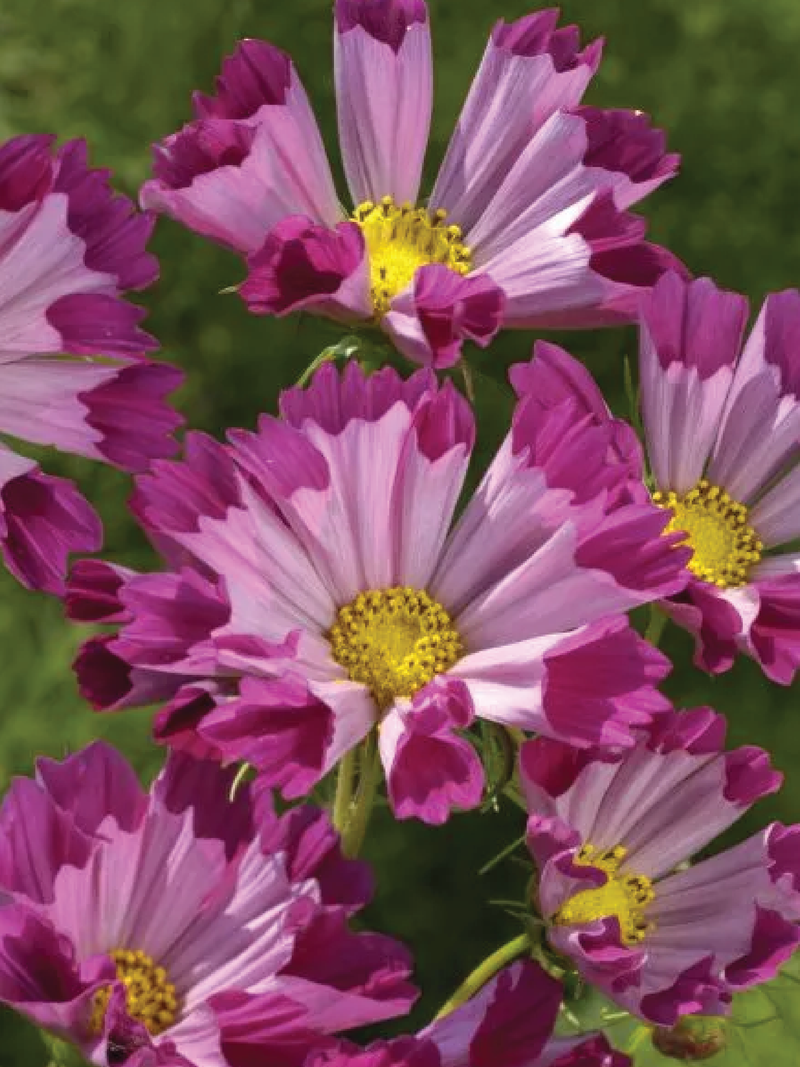 COSMOS SEA SHELL FLOWER SEEDLING <br> شتلات زهور الكوزموس سي شل